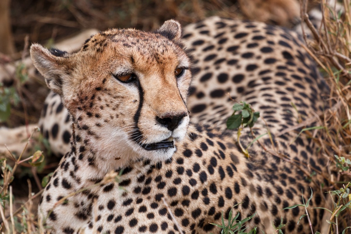 Geparden im Serengeti National Park
