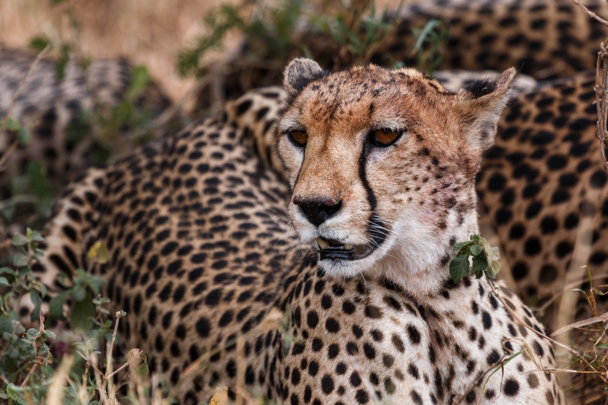 Geparden im Serengeti National Park