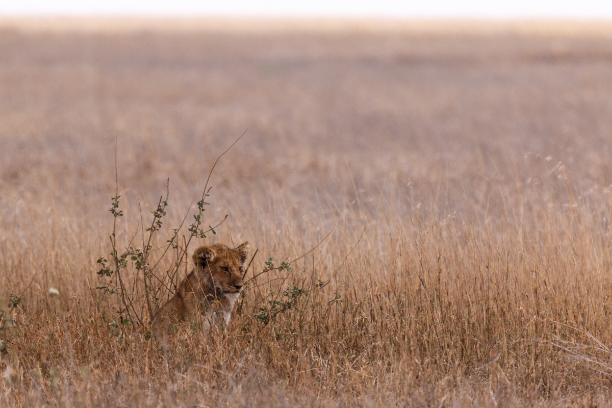 Spielende Löwen im Serengeti National Park