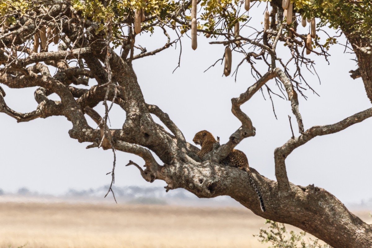 Leopard auf Leberwurstbaum im Serengeti National Park