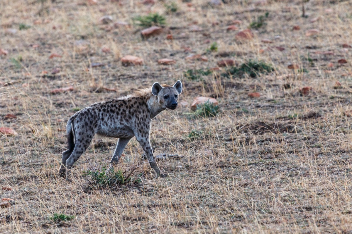 Hyäne im Serengeti National Park