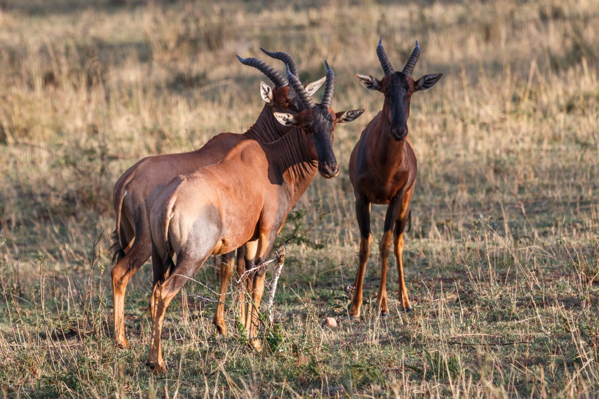 Kuhantilopen im Serengeti National Park