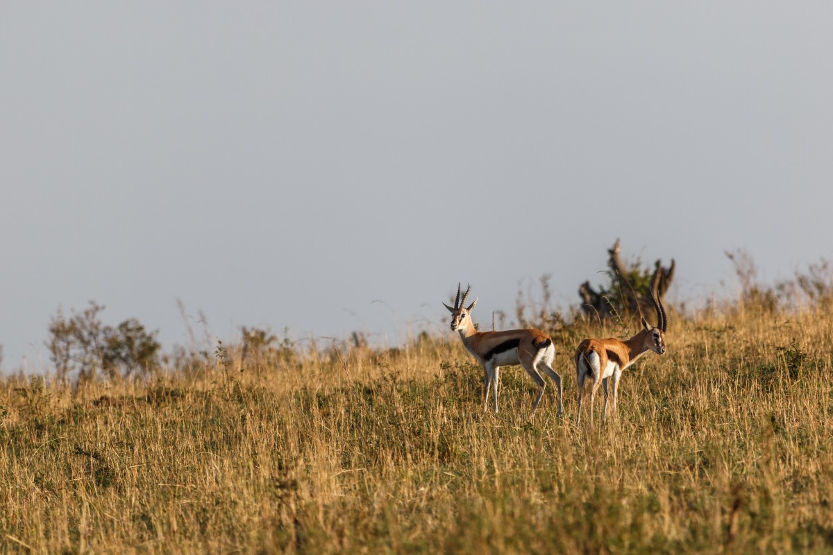 Gazellen im Serengeti National Park