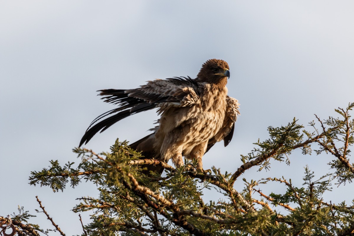 Adler im Serengeti National Park