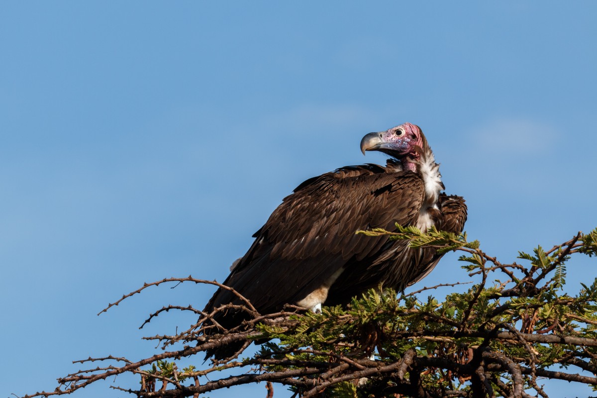 Geier im Serengeti National Park