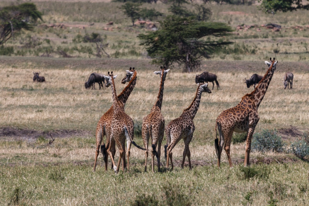 Giraffen im Serengeti National Park