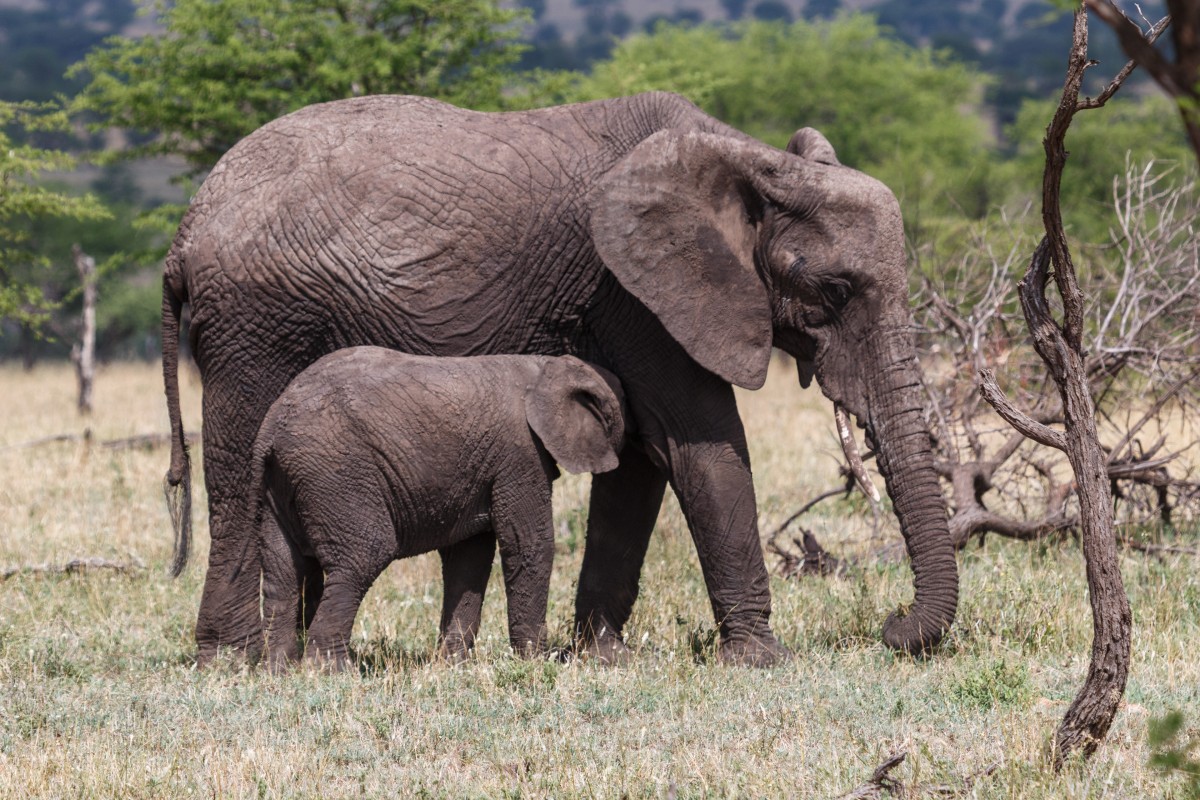 Elefanten im Serengeti National Park