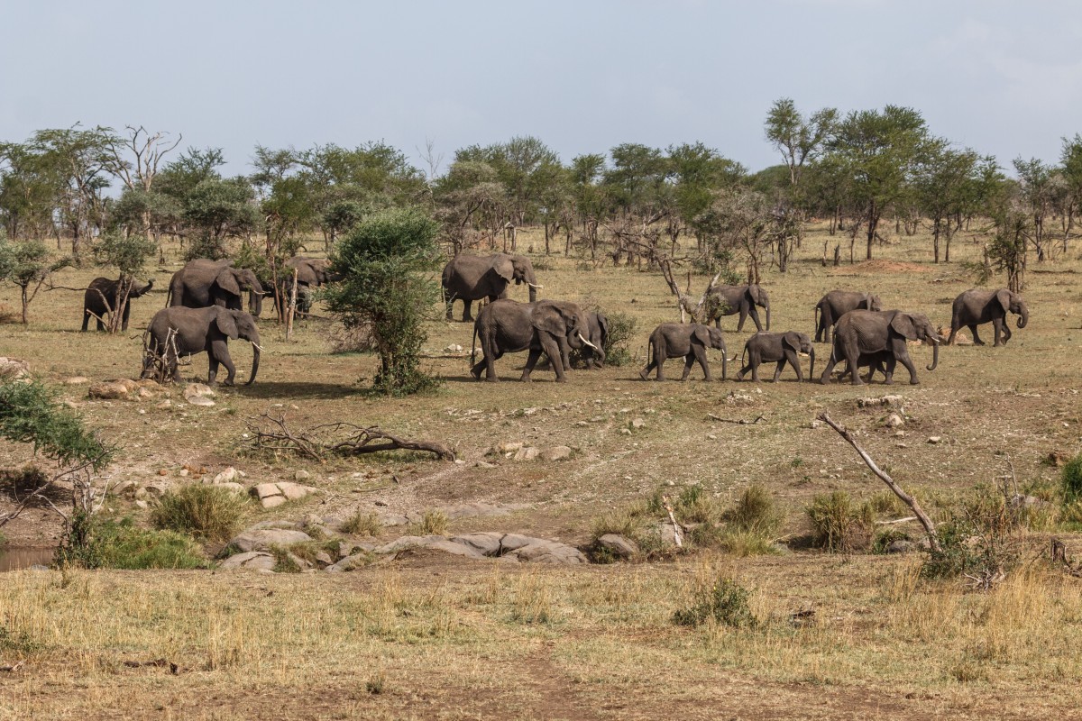 Elefanten im Serengeti National Park