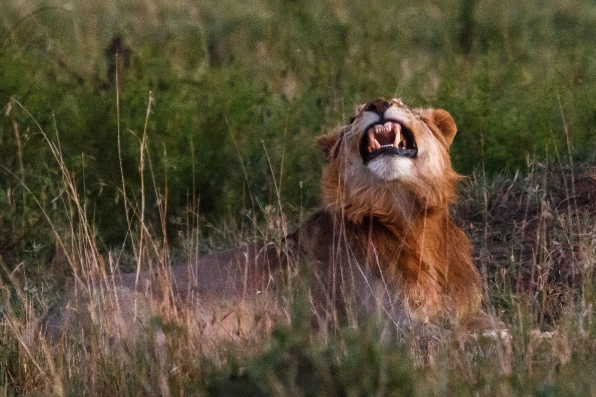 Löwe im Serengeti National Park