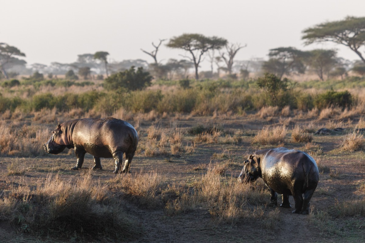 Nilpferde im Serengeti National Park