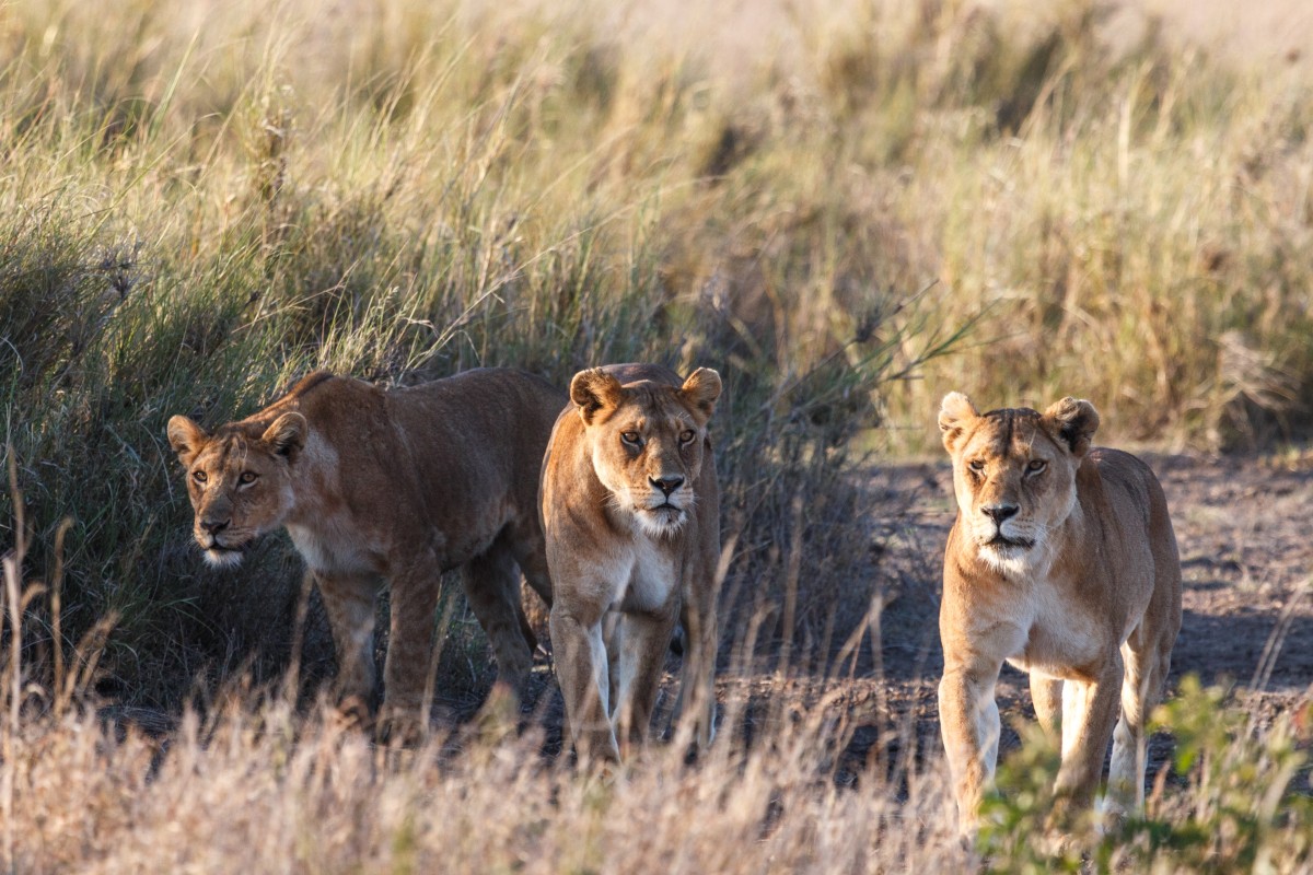 Junge Löwen in der Serengeti in Tansania