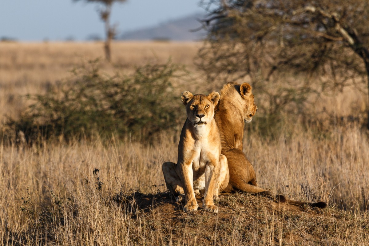 Löwen im Serengeti National Park