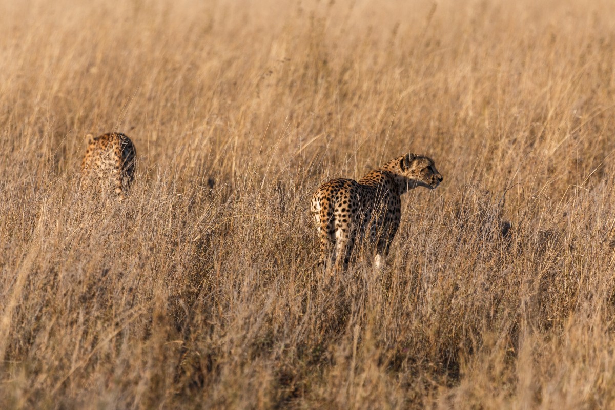 Geparden im Serengeti National Park