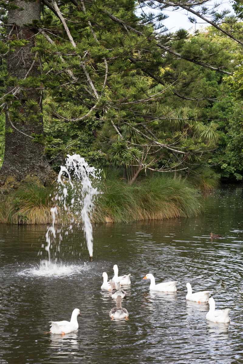 Gänse im Auckland Domain Park