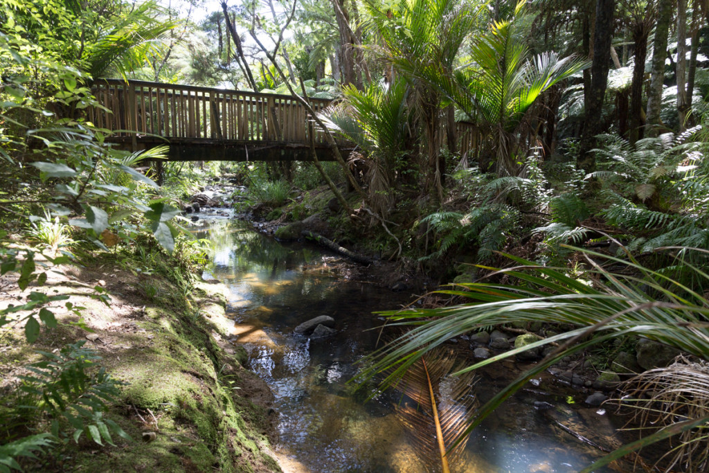 Im dichten Regenwald auf dem Weg zu den Kitekite Falls