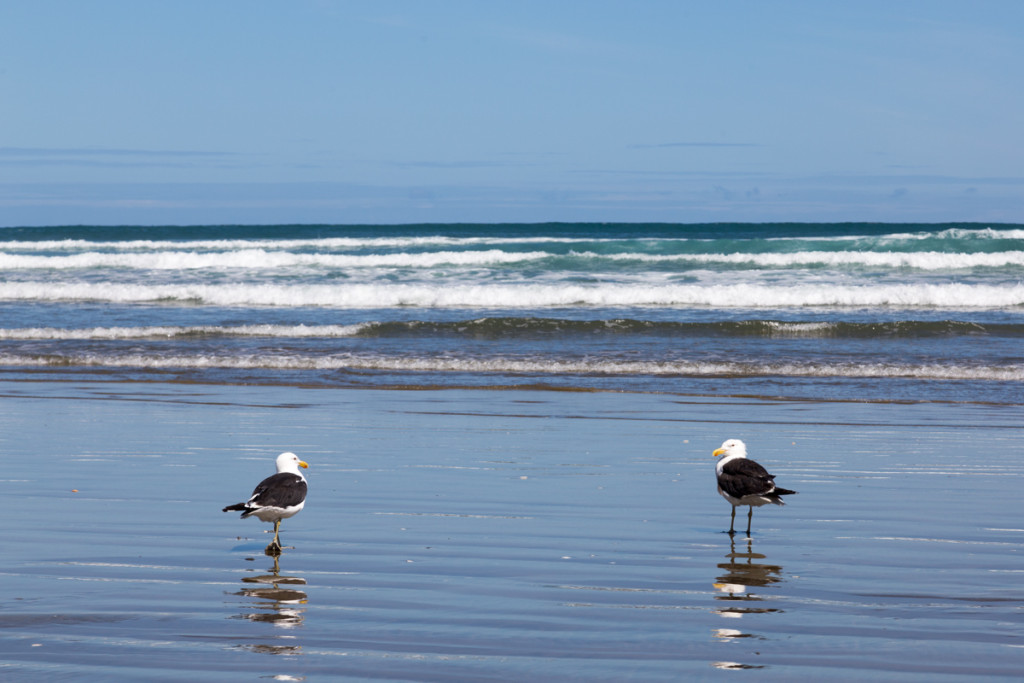 Vögel am 90 Mile Beach