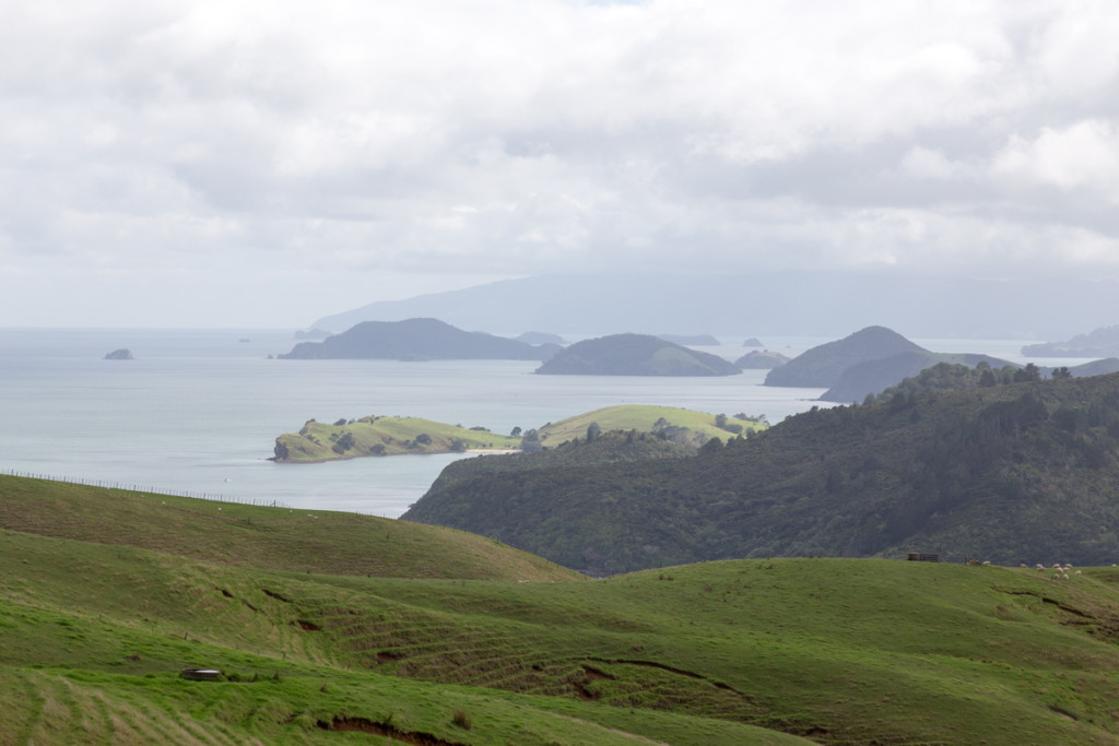 Blick auf die saftig grünen Hügel der Coromandel Peninsula