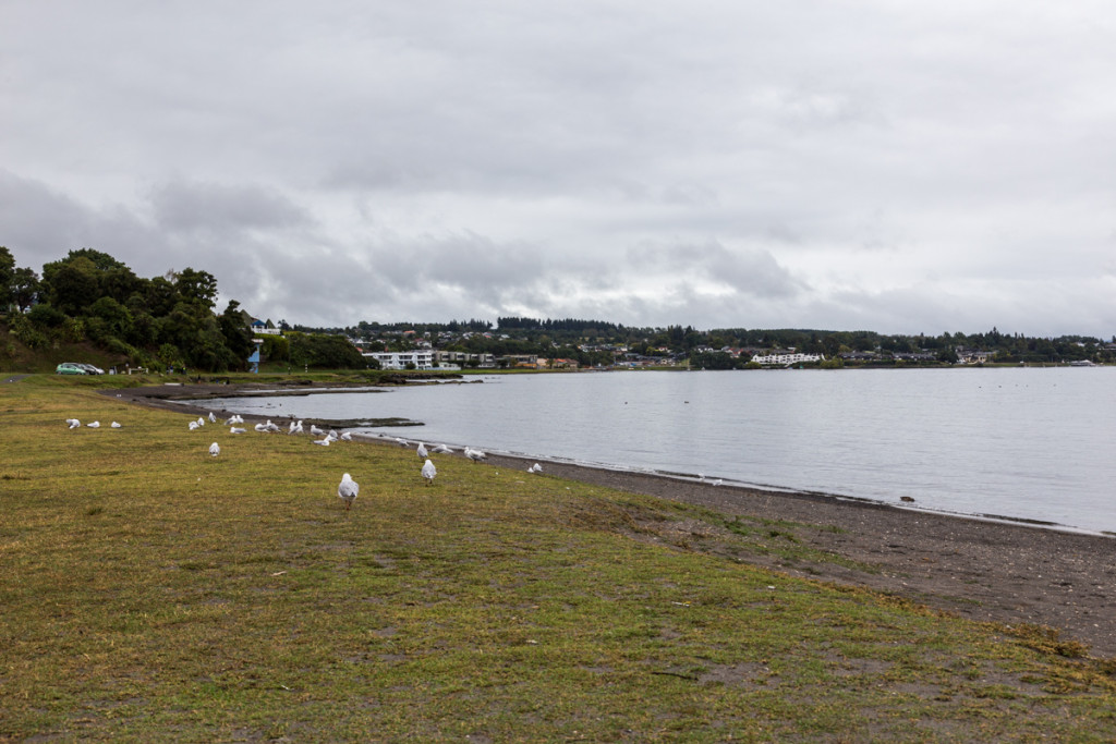 Möwen am Lake Taupo