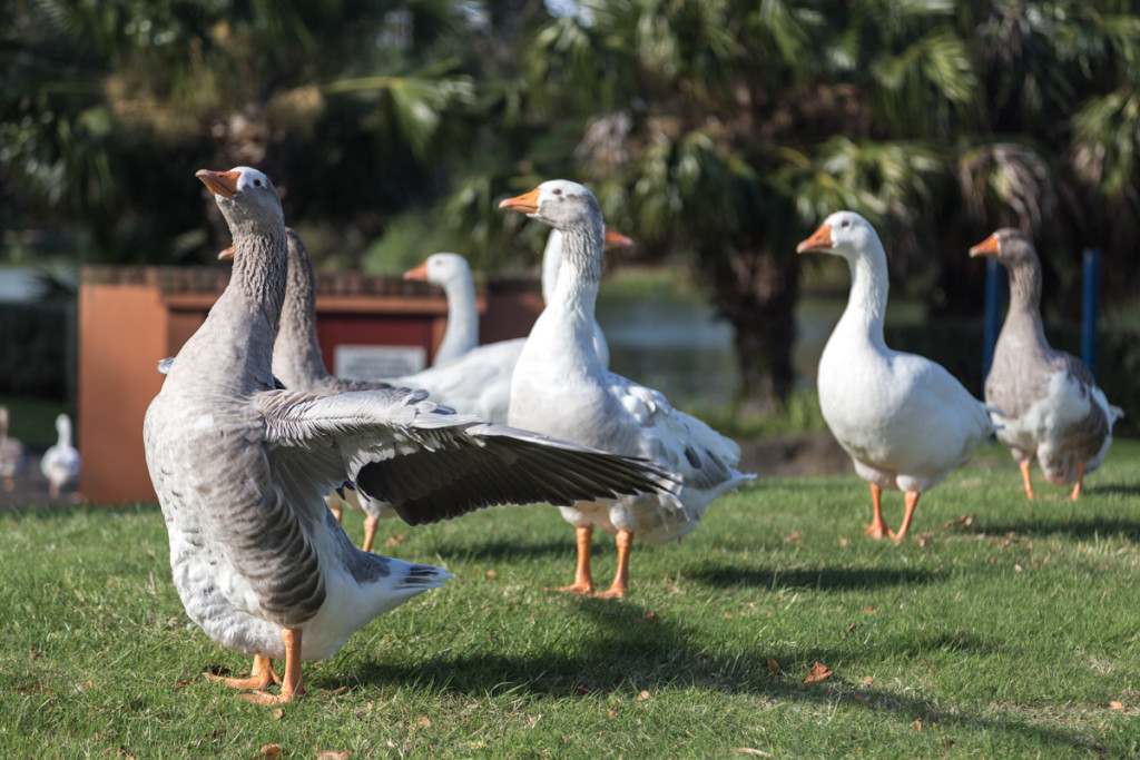 Gänse in Whanganui