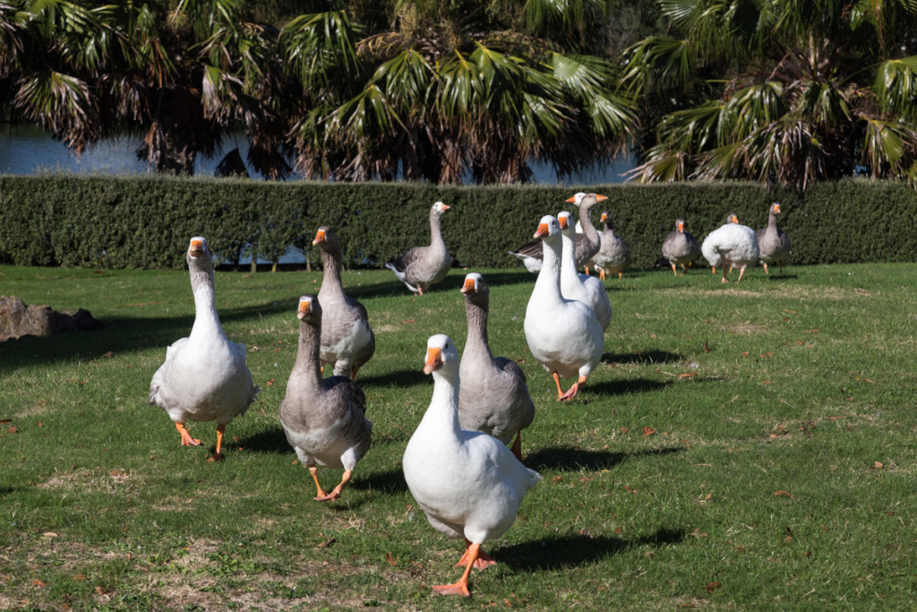 Gänse in Whanganui