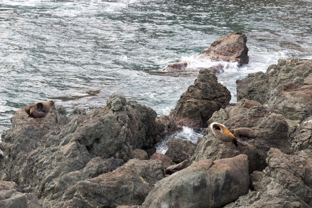 Pelzrobbenkolonie am Cape Palliser