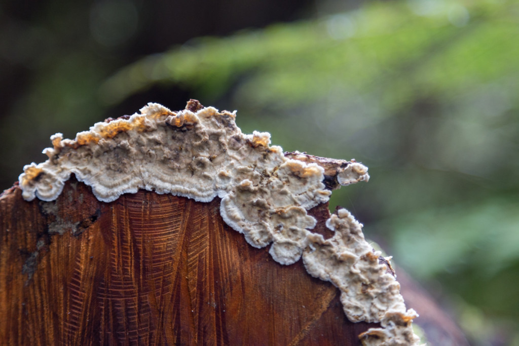 Pilze auf dem Weg zum Lake Wilkie