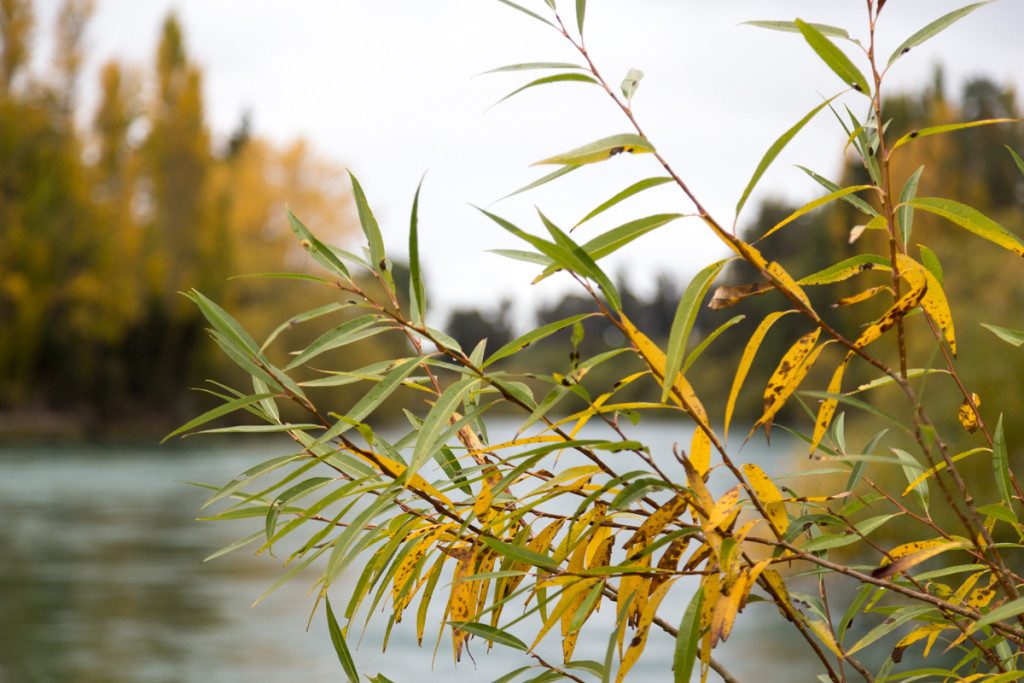 Farbenfrohe Bäume am Clutha River