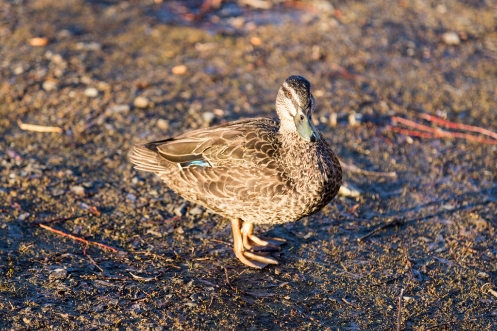Ente am Lake Pearson in der Morgensonne