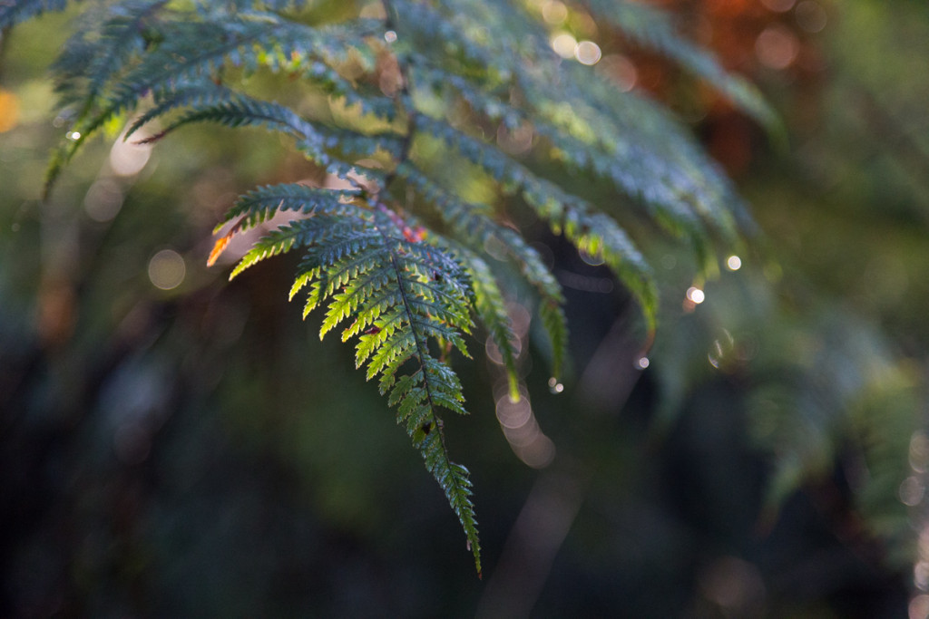 Farn in der Morgensonne