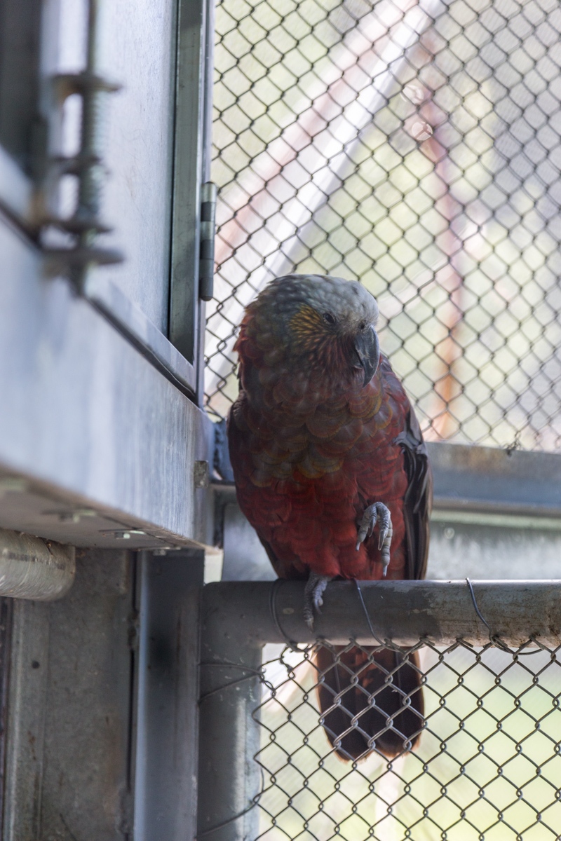 Im Vogelpark von Te Anau