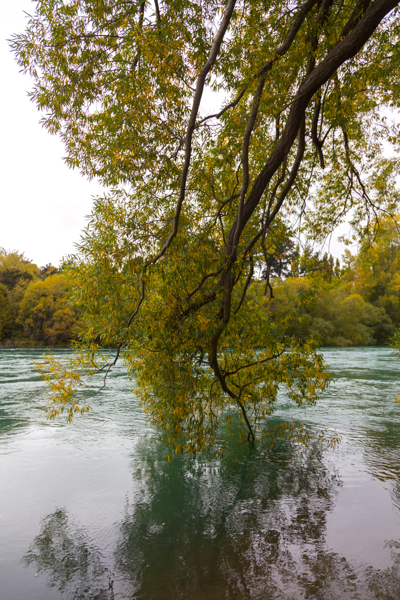 Farbenfrohe Bäume am Clutha River