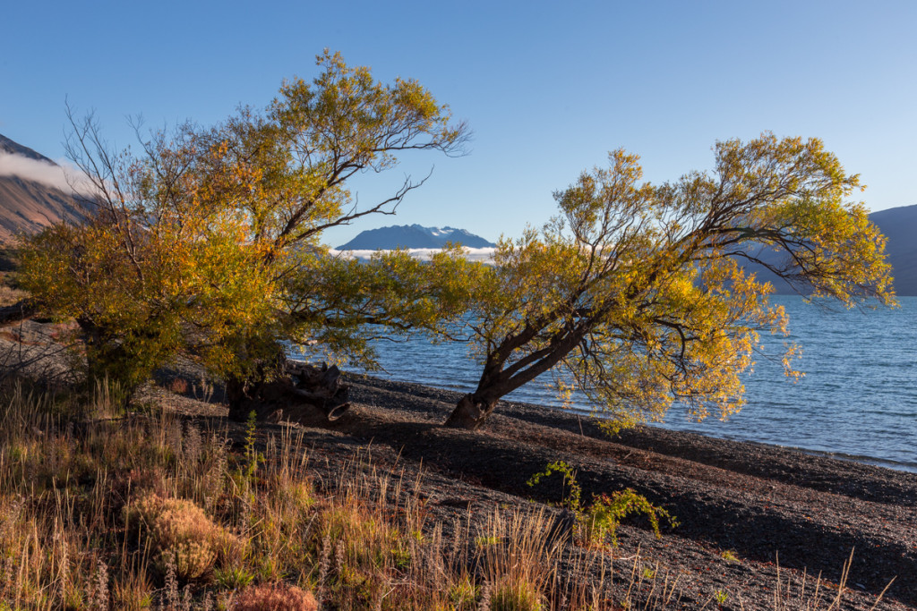Herbstfarben am Lake Ohau