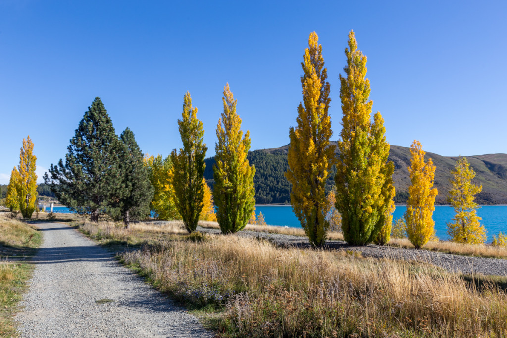 Herbstfarben am Ufer des Lake Tekapo