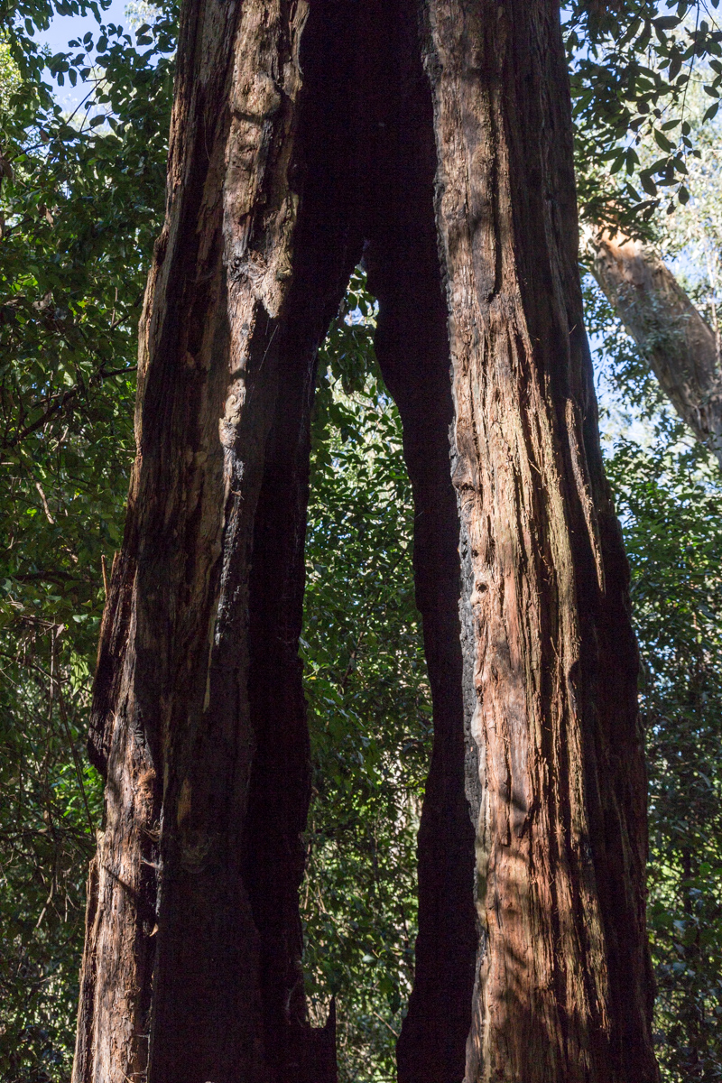 Baum mit Loch im Stamm im Jamison Valley