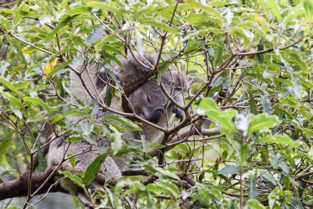 Schlafender Koala im Taronga Zoo