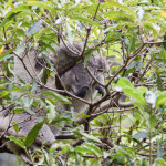 Taronga Zoo in Sydney – der älteste Zoo Australiens