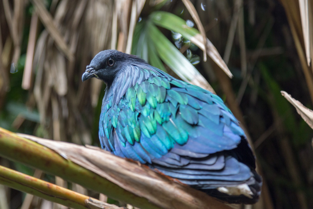 Vogel im Taronga Zoo