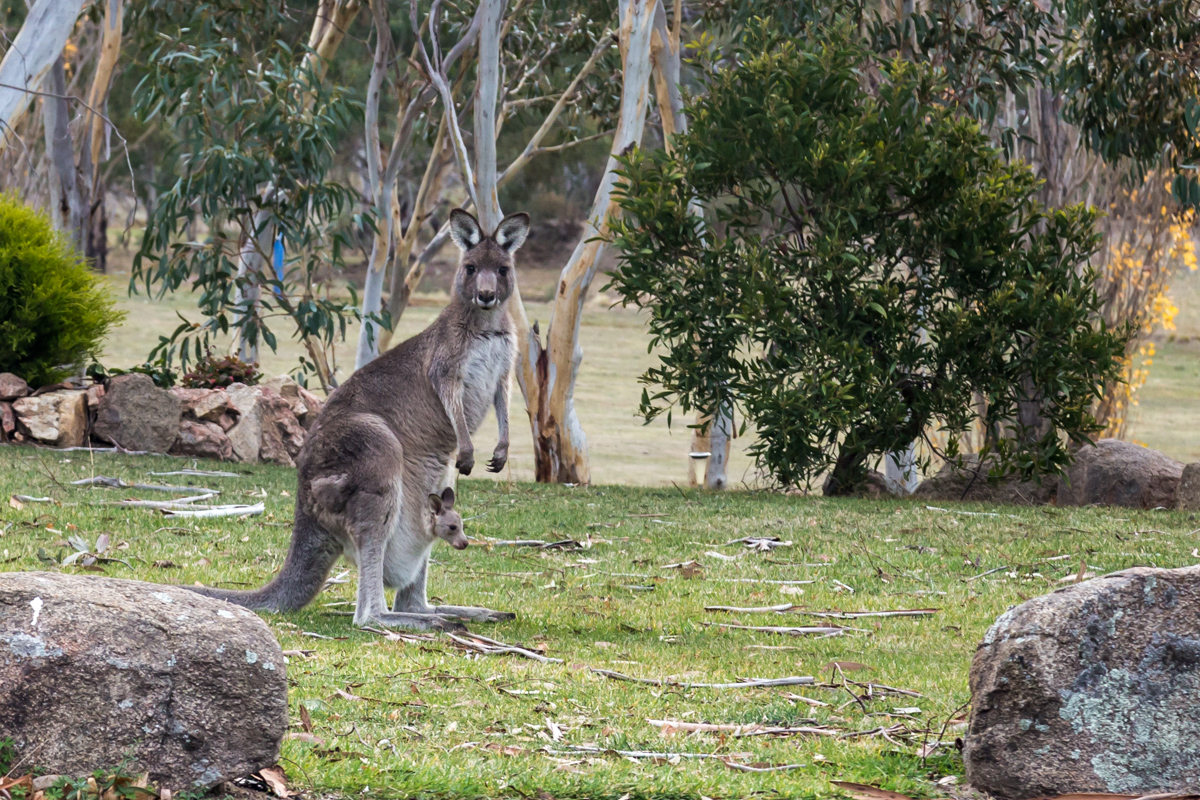 Känguru in Jindabyne