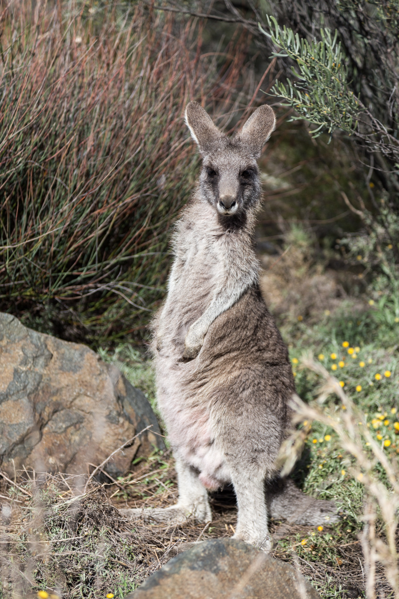 Känguru im botanischen Garten von Canberra
