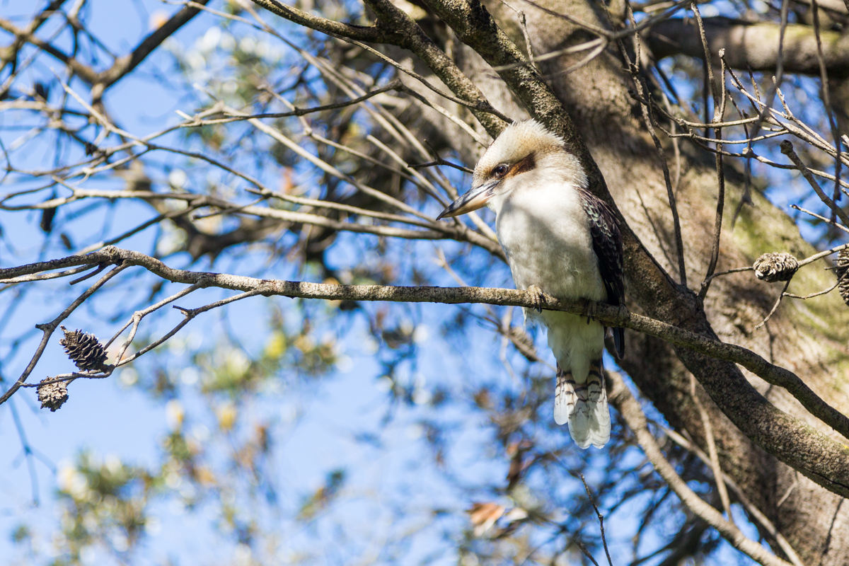 Eisvogel auf Phillip Island