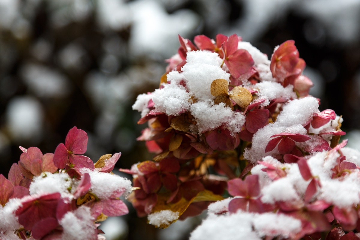 Winterblumen