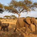 Der lange Weg in den Tarangire National Park