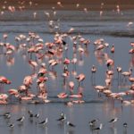 Vogelhochzeit im Lake Manyara National Park