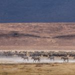 Die abenteuerliche Fahrt durch den Ngorongoro-Krater