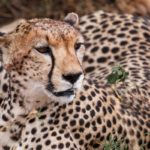 Mit Volldampf durch den Serengeti National Park