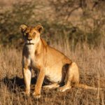 Safari-Höhepunkte rund um Seronera in der Serengeti