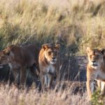 Fotografieren auf Safari – ein Erfahrungsbericht aus Tansania