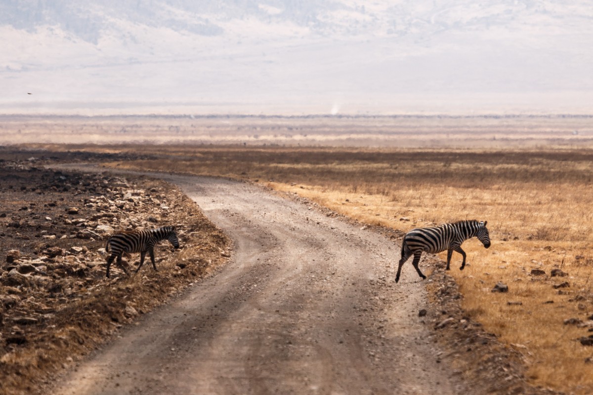 Zebra Crossing im Ngorongoro Krater