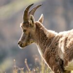 Steinböcke fotografieren im Nationalpark Vanoise